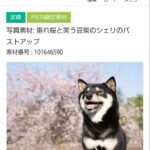 「枝垂れ桜と笑う豆柴のシェリのバストアップ」の写真素材をPIXTAで販売しています。よろしくお願いいたします。